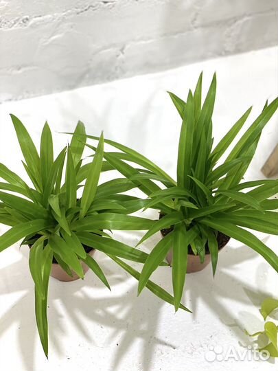 Хлорофитум Лемон 30 см