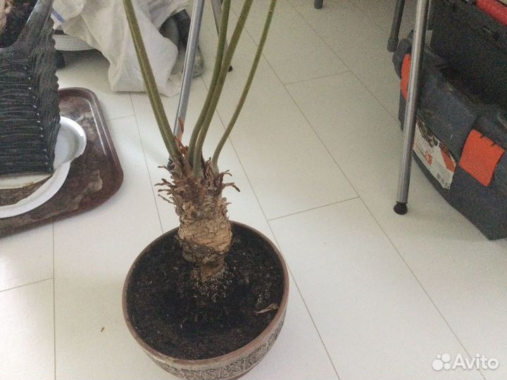 Комнатное экзотическое растение