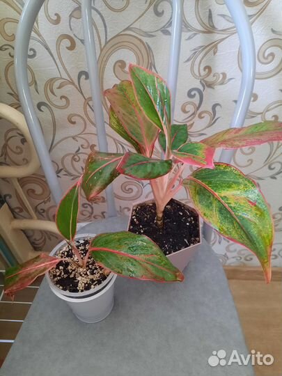 Аглаонемы разные