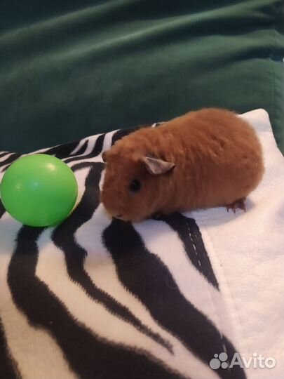 Морские свинки тедди