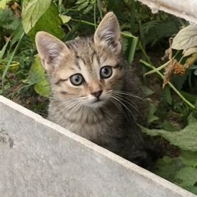 Котята в добрые руки бесплатно