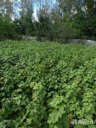 Саженцы черной смородины