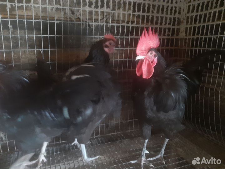 Куры синь синь дянь