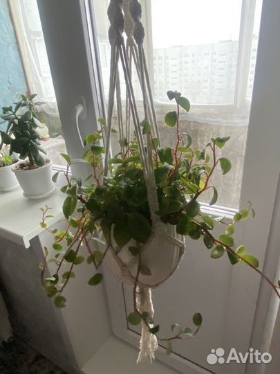 Цветы комнатные