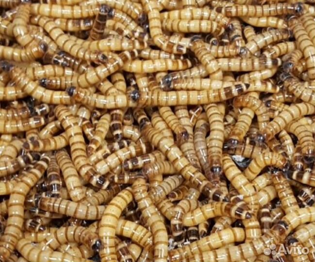 Кормовые насекомые