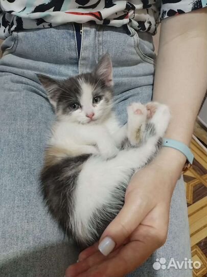 Кошки в добрые руки бесплатно