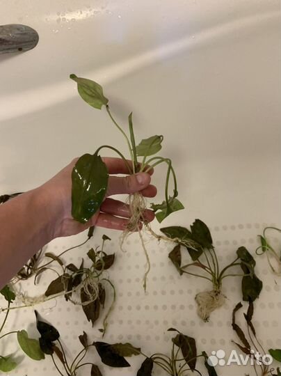 Криптокорина, разные виды