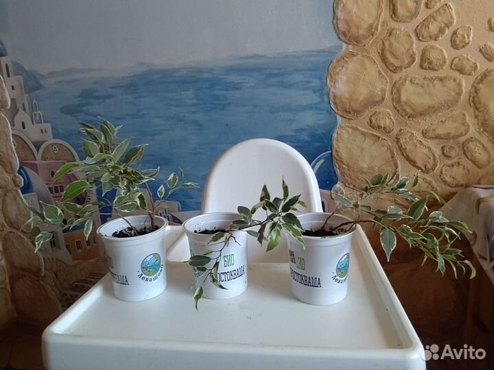 Комнатные растения