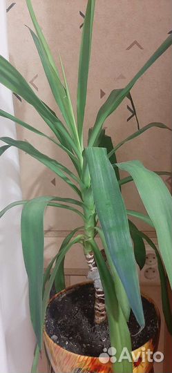 Юкка комнатная