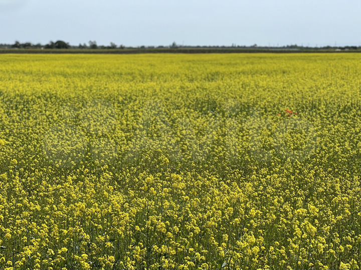 Участок 3 га (СНТ, ДНП)