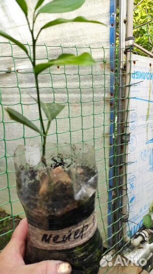 Саженцы лимонов, коломадин, Павловский мандарин