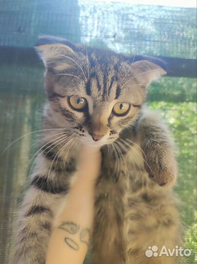 Шотландская вислоухая