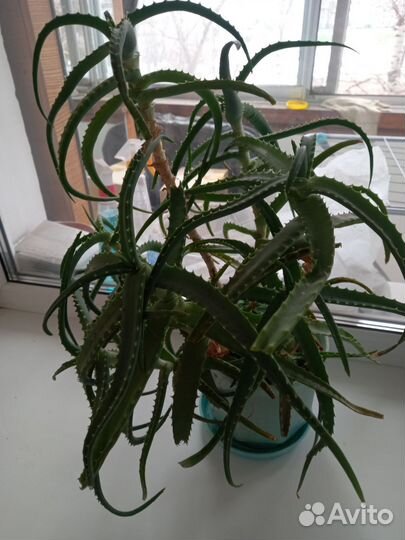 Алоэ лечебный 6летний