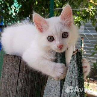 Турецкая ангора