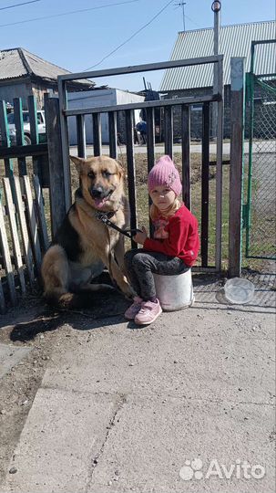 Восточноевропейская овчарка вязка