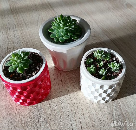 Кактусы и суккуленты. Граптопеталум. Эхеверия