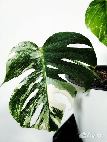 Монстера альба