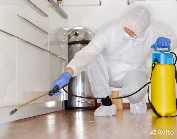 Помогу избавиться от тараканов, клопов, муравьев