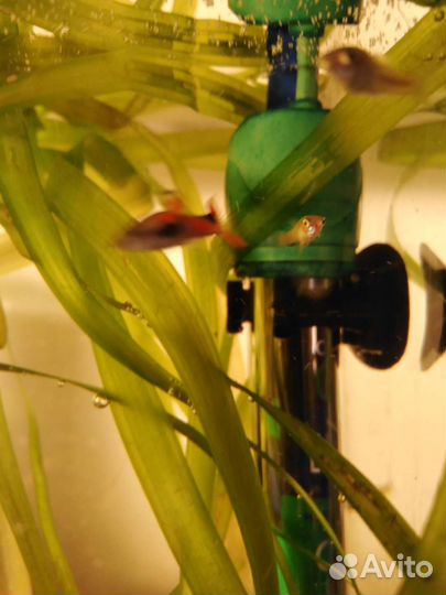 Аквариумные рыбки гуппи Эндлера