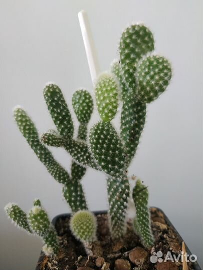 Кактус Опунция