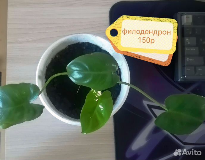 Продам цветы комнатные