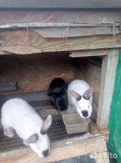 Кролики- фландер, панон, стракачи