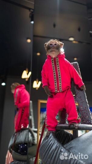 Аниматор фокусник