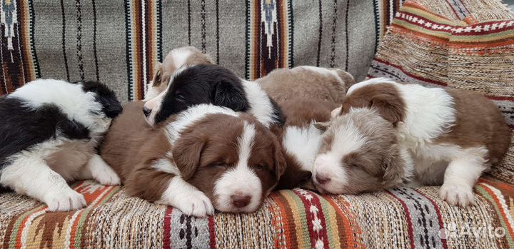 Бордер колли