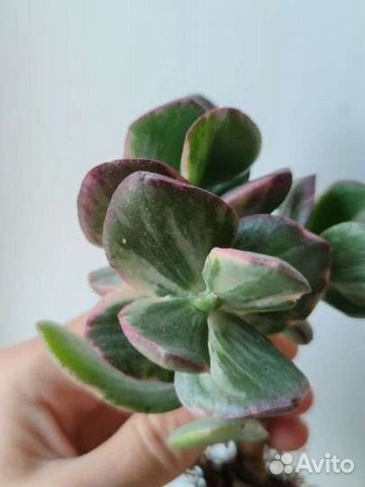 Крассула Триколор,Хоббит,Тетрагона,Роджерси