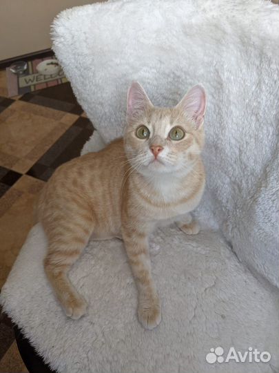 Рыжая кошка 1 год