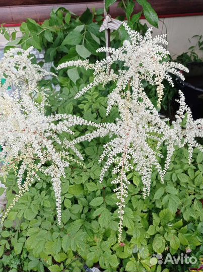 Каллы,флоксы, астильба, ромашка