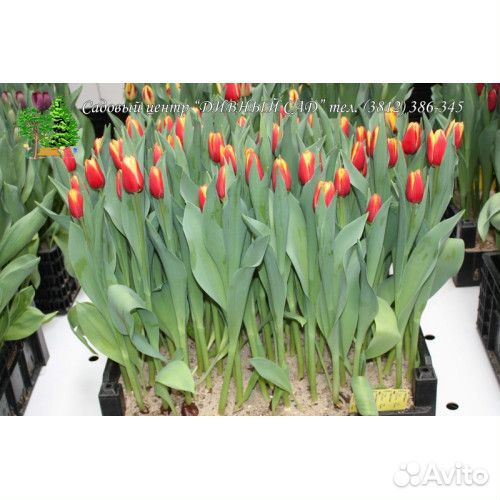 Луковица тюльпанов оптом 12;14+для выгонки