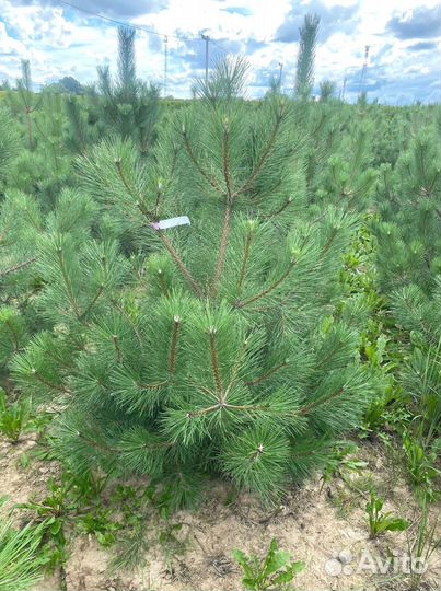 Сосна черная / австрийская