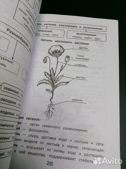 Все правила для начальной школы