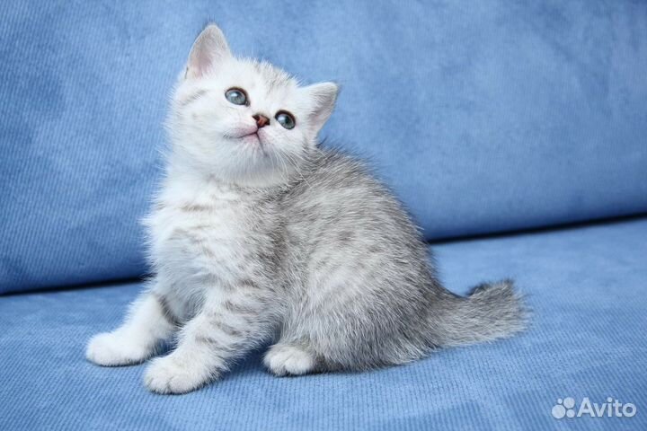 Британские котята серебристый вискас окрас