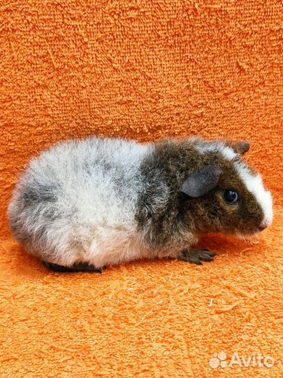 Морская свинка