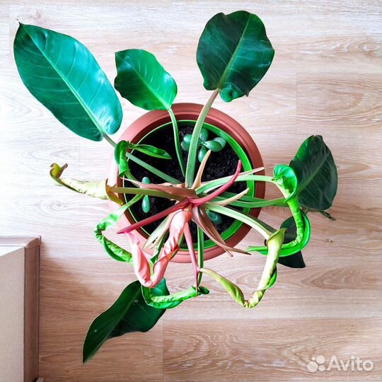 Филодендрон Конго Оранж редкий