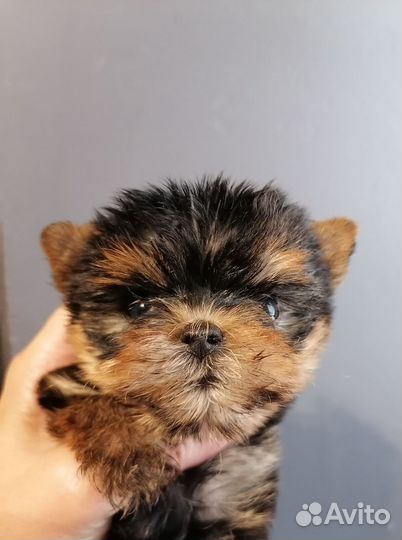 Йоркширский терьер