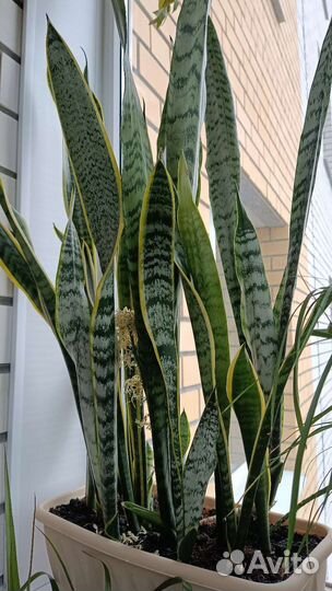 Сансевиерия