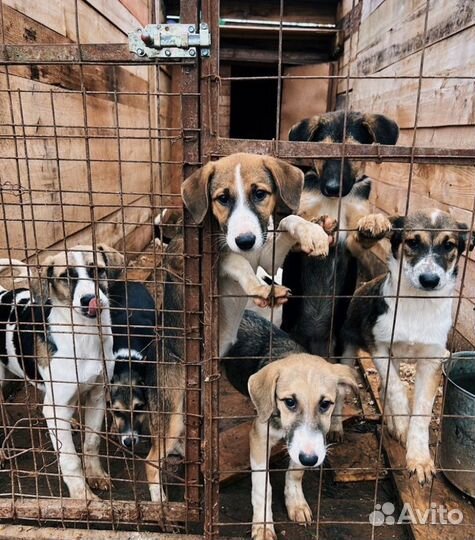 Помощь животным в отлове