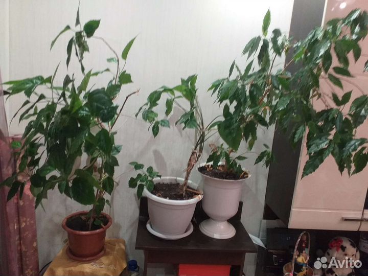 Гибискус китайская роза