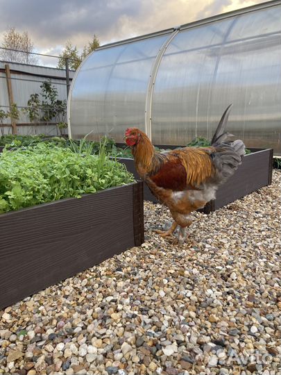 Продаётся петушок