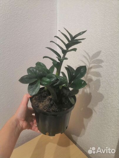 Замиокулькас зензи жук