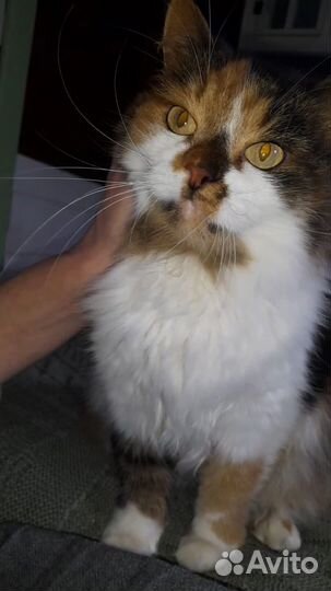 Кошечка в добрые руки