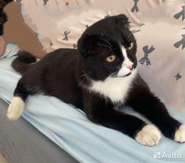 Котик ждет помощь