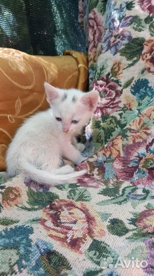 Котята ищут дом