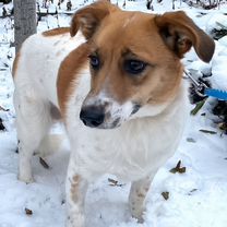 Взрослая собака в добрые руки