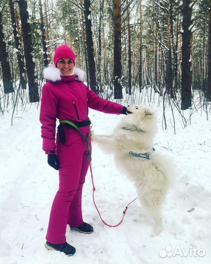 Вязка кобель самоед