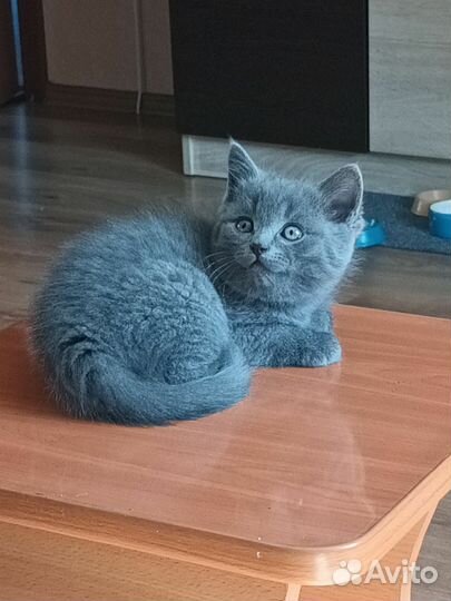 Кошки в добрые руки