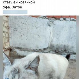 Тайская кошка бесплатно